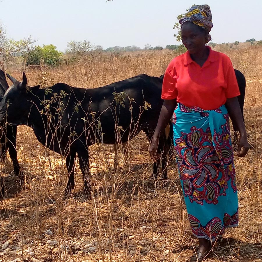 Irene bought a new cow after joining a Savings with Education Group ©ZACOP