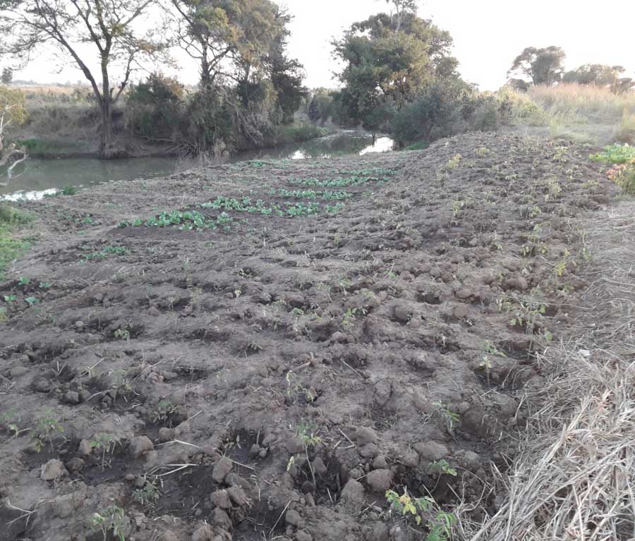 Fields of freshly planted vegetables in Mozambique, where in April 2019 there were fields of mud from vast floods ©Anglican Diocese of Niassa, Mozambique