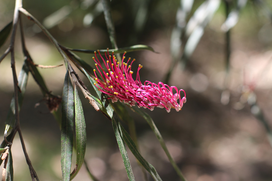 New growth in the Australian bush ©ABM/Julianne-Stewart, 2020