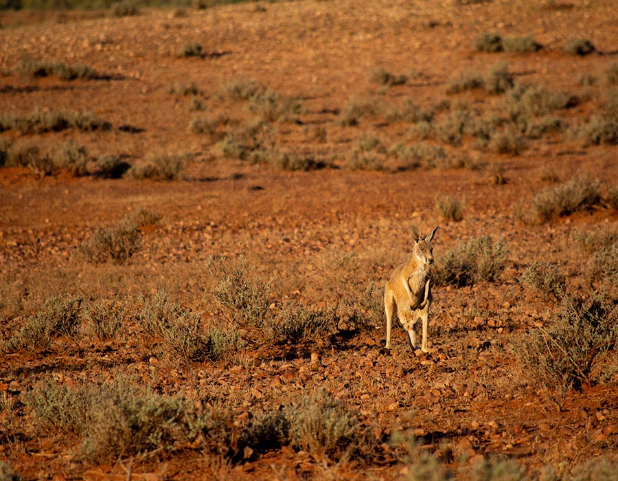 Update Kangaroo Island