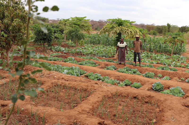 Kenyan farmers, Caleb and Mirriam, with their moisture-trapping zai pits. Photo © ADSE.