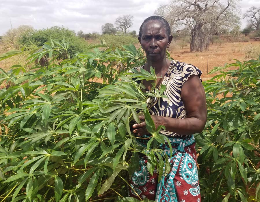 Josphine Mutava with her cassava crop