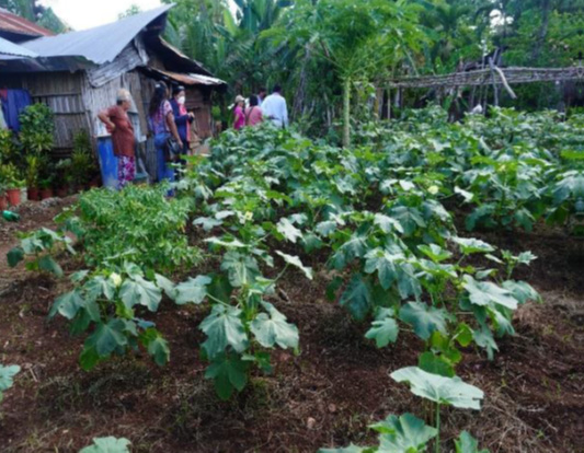 The project has led to an increase in food production among the participants. © IFI-VIMROD. Used with permission.