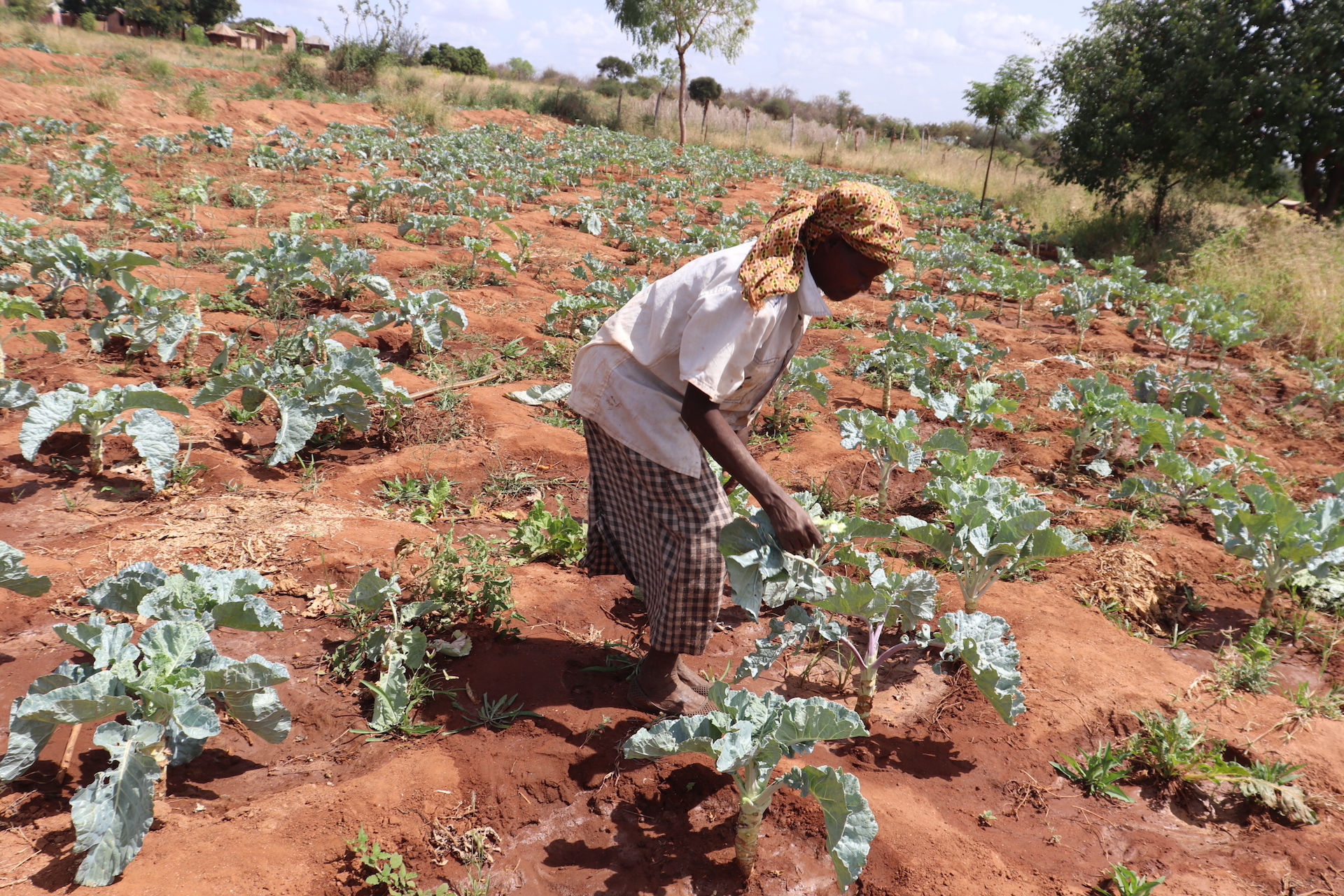 A woman harvests kale grown in zai pits. Zai pits are dug, then compost can be added before planting the seeds. Zai pits stimulate termite activity which opens up degraded or compacted soil to allow water to move through it more easily. © ADSE. Used with permission.