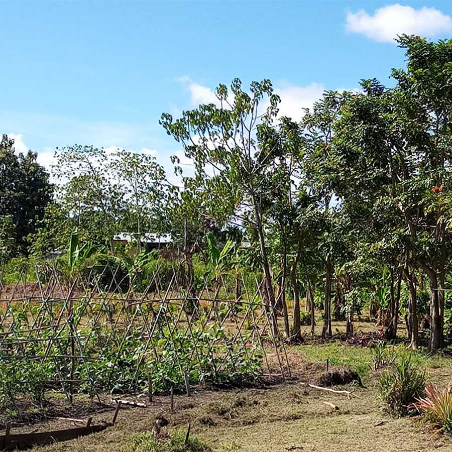 Model gardens and a poultry enclosure at St Nicholas’ School Farm, used by ACOM for community training in food security near the capital, Honiara ©Terry Russell AID