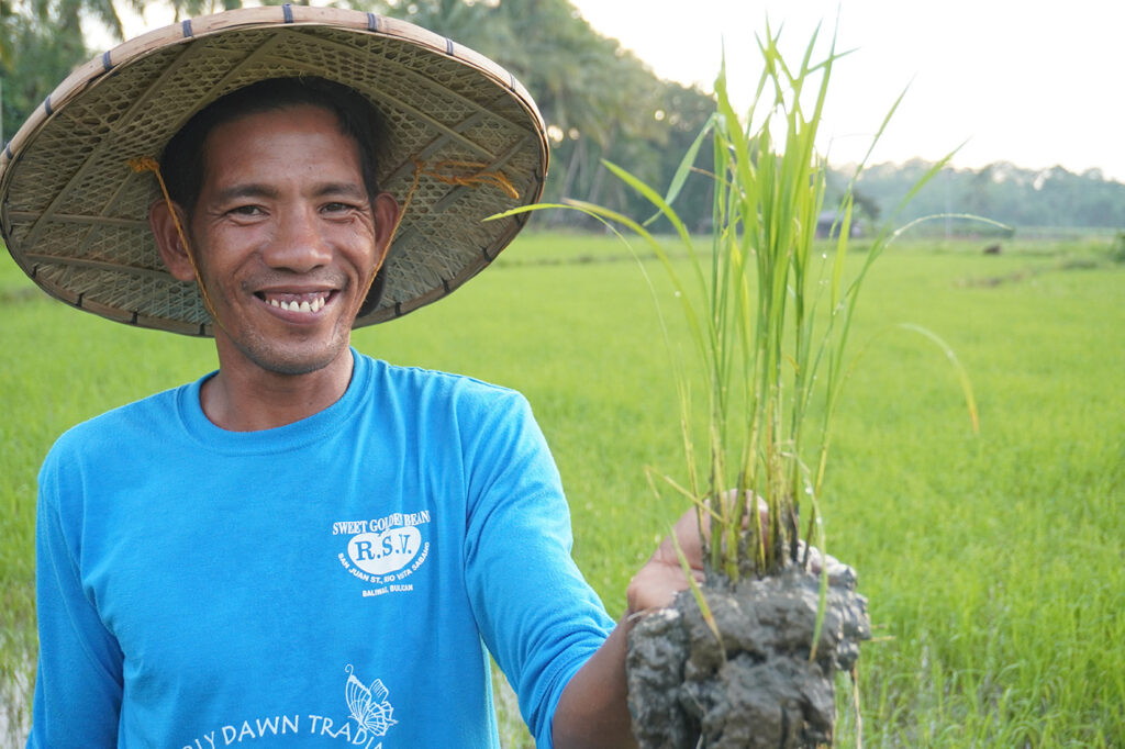 VPO member, Rodel Sinapo, shows the organically-grown rice after one month. © IFI-VIMROD. Used with permission.