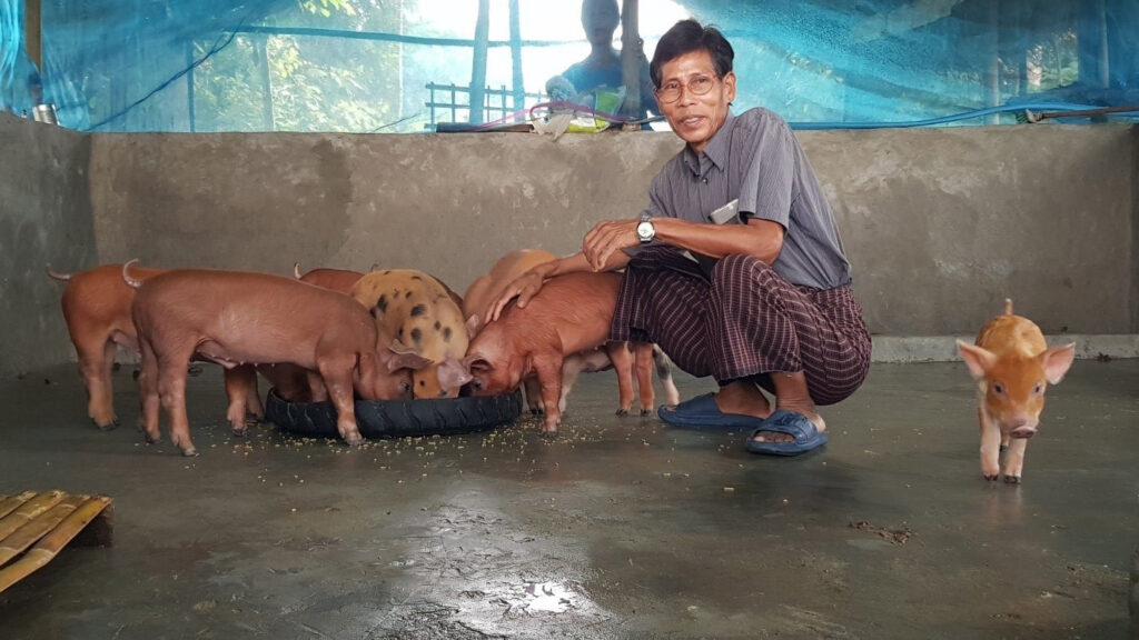 Piglet Raising is a new livelihood.