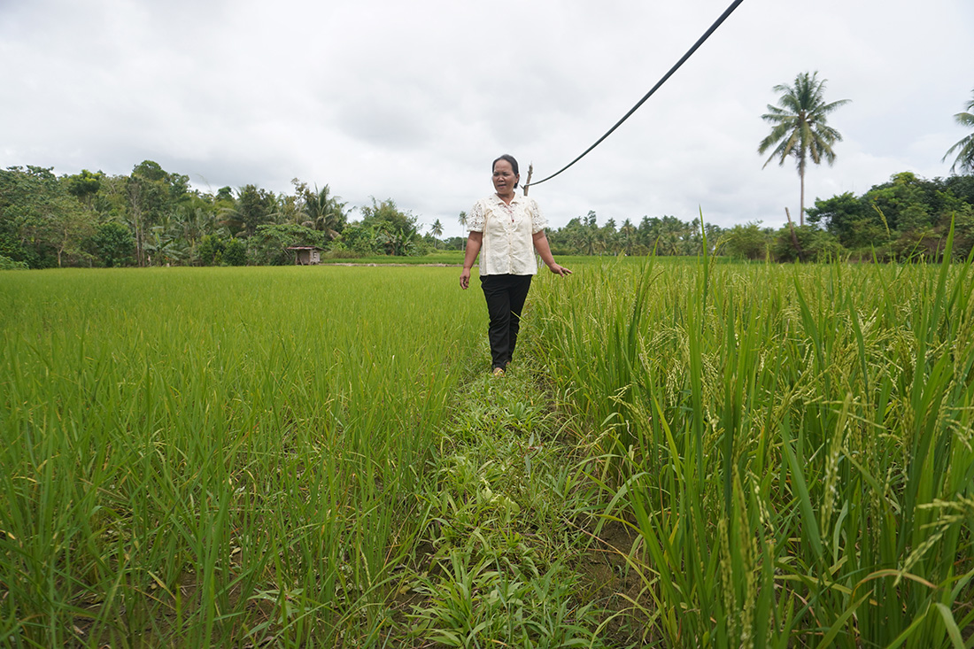 Helen’s homemade fertiliser and traditional rice crop resulted in both a 50%drop in expenses and a better yield than her neighbours. © IFI-VIMROD. Used with permission.