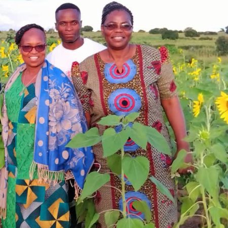 ZACOP Country Director, Ellen Mubanga (R), stands among the successful sunflower crop with Kalwani Gender Action Group Secretary, Million (centre), and Diocese Gender Coordinator, Susan (L) © ZACOP. Used with permission.