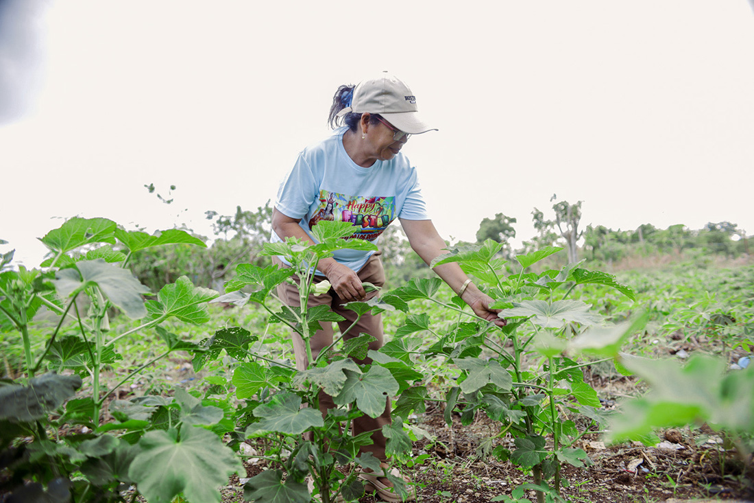Luz uses organic fish amino acid to fertilise the vegetables in her garden.  © IFI-VIMROD. Used with permission.