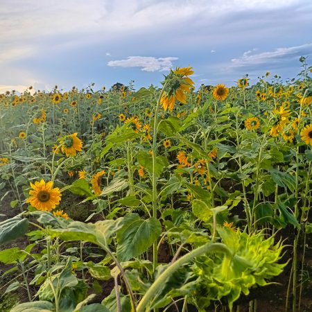 The successful sunflower crop yielded 300kg of sunflower seeds. Some was sold as seed and some made into sunflower oil for sale. © ZACOP. Used with permission.
