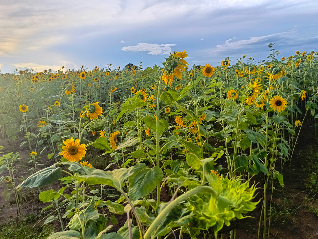 The successful sunflower crop yielded 300kg of sunflower seeds. Some was sold as seed and some made into sunflower oil for sale.  © ZACOP. Used with permission.