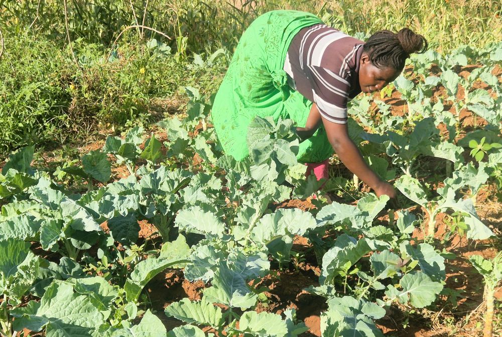 After participating in agricultural training and a loans scheme, Annah has increased her farming yield and her income © ADSE. Used with permission.