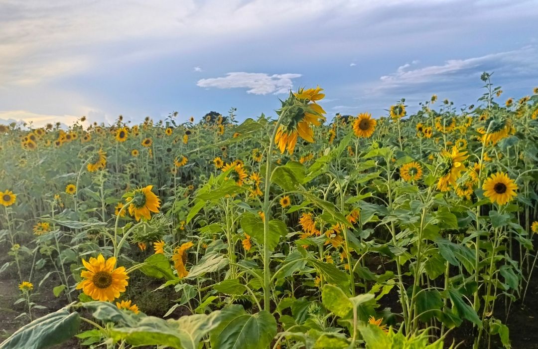 A field of sunflowers in Zambia, planted through an initiative of the Zambia Anglican Council