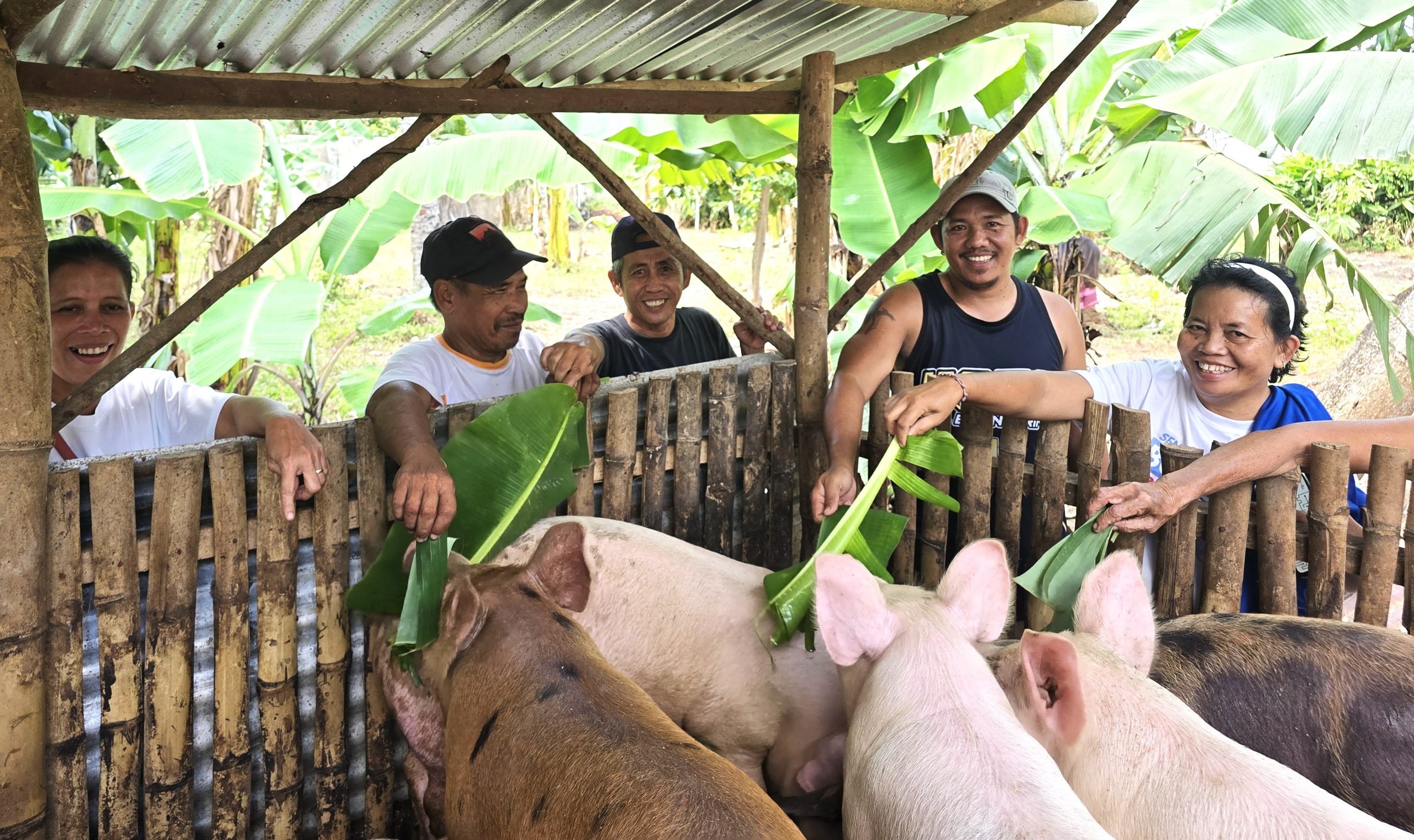 Members of a community-based organisation feed their pigs, which are given organic feed. Pigs bring a much-needed income in the Philippines © Isabel Robinson, ABM AID. Used with permission.